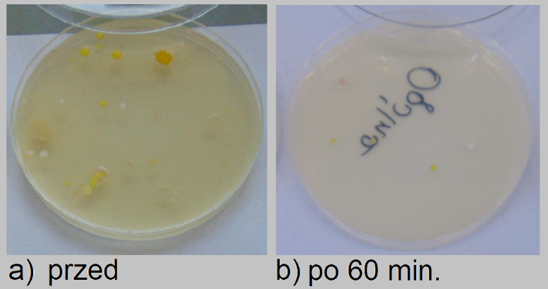 Rys.2. Wychodowane kolonie bakterii z posiewu: a)pobranego przed działaniem systemu, b) pobranego po 60 min. działania systemu.